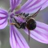 Megachile sp.